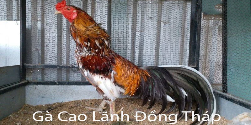 Gà Cao Lãnh Đồng Tháp